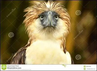 Comment s'appelle cet oiseau ?