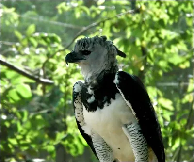 Quel est le nom de cet oiseau ?