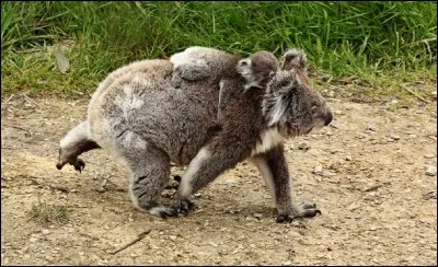 Que mange le bébé koala après son sevrage ?