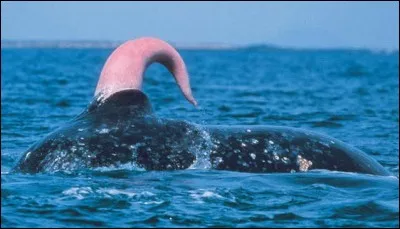 Ce sexe de baleine, c'est énorme ! À votre avis combien de sperme éjacule une baleine à chaque rapport ?