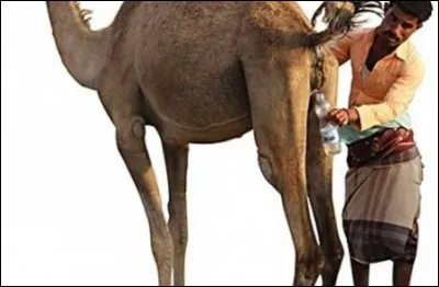 À côté du chameau nous sommes des petits buveurs. Combien d'eau cet animal peut-il absorber en 10 minutes ?
(ci-joint, photo de recyclage)