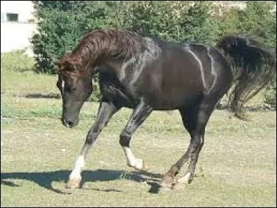 Ce cheval est une robe...