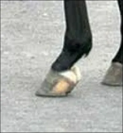 Comment se nomme cette balzane ?