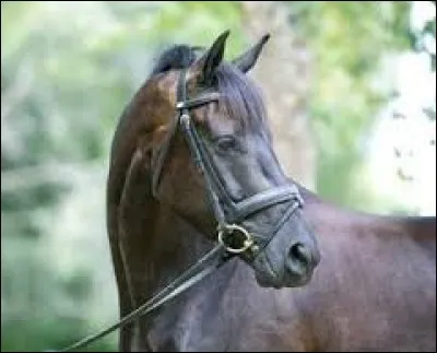 Quel est le nom de ce filet ?