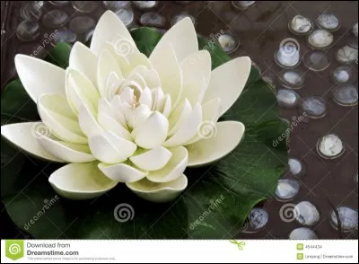 Quelle est la fleur préférée de Megan ?