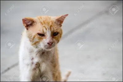 Tu vois un chat blessé mais vivant, que fais-tu ?