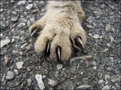 Faut-il couper les griffes de ton chat ?