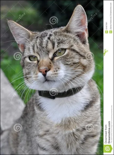 Faut-il mettre un collier à ton chat ?