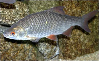 Si vous êtes en forme, vous êtes comme lui !