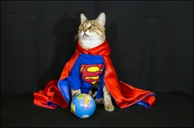 Si vous étiez un animal, quel super pouvoir voudriez-vous ?