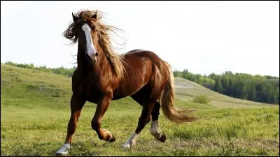 Laquelle n'est pas une allure naturelle ?