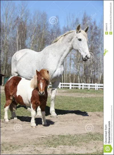 A partir de quelle taille peut t'on nommer sa monture "cheval" ?