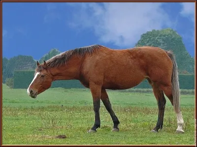 Ta reprise est finit . Que fais tu après avoir ramener ton cheval dans son espace de vie ?