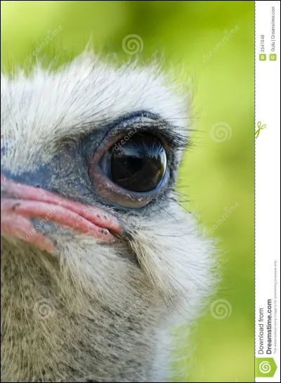 De quelle couleur sont les yeux de l'autruche ?