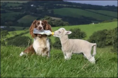 Lutte combinée au pugilat !
