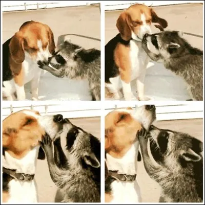 Terme par lequel les protestants désignent l'église catholique et l'autorité du pape !