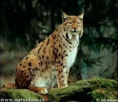 Laquelle, parmi ces sous-espèces de lynx, est la plus menacée ?