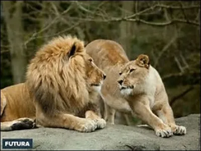 Quelles sont les relations d'une lionne et d'un lion, en général ?