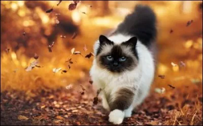 Qu'est-ce qu'un "chat à neuf queues" ?