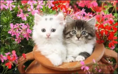 Qui chantait "Le chat de la voisine" ?