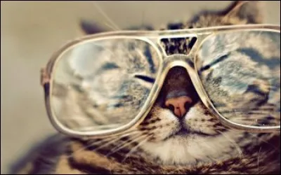 Le Chat est le nom d'une constellation. Vrai ou faux ?