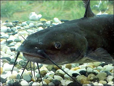 Où trouve-t-on les poissons-chats ?