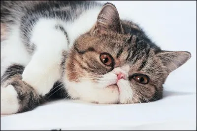 Quel est le nom de cette race de chat représentée sur la photo ?