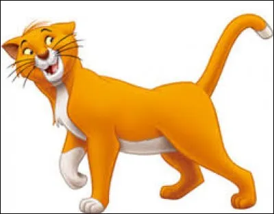 Où peut-on voir ce chat ?