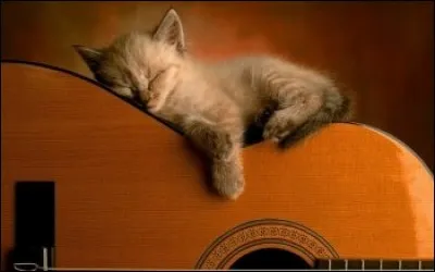 Sur quel instrument ce chat dort-il ?
