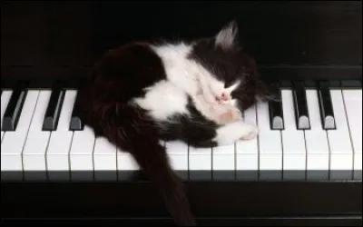 Sur quel instrument de musique ce chat s'est-il endormi ?