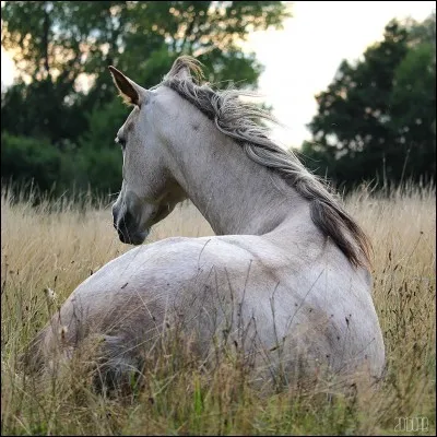 Quelle est la température corporelle du cheval ?