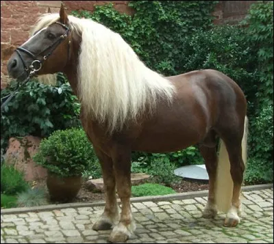 Quelle est la race de ce cheval rare ?