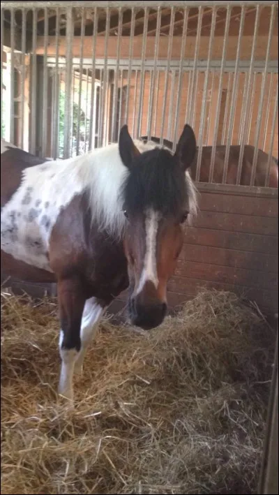 Quelle est la robe de ce poney ?