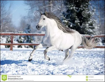 De quelle race est-il ?