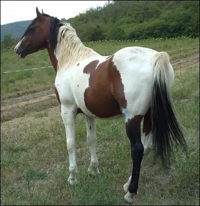 De quelle race est-il ?