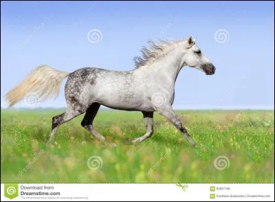 De quel race est il?