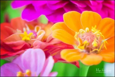 Quelle fleur a donné son nom à un trouble de la personnalité caractérisé par l'admiration de soi-même ?