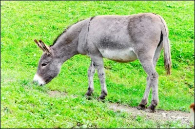 Quel est le nom du mâle né du croisement d'un âne et d'une jument ?