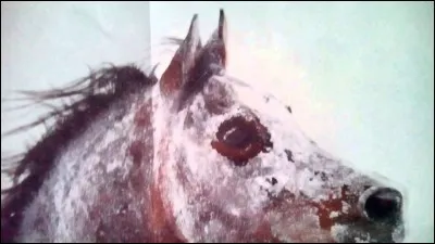 Où sont fabriqués les Schleich (d'où viennent-ils) ?