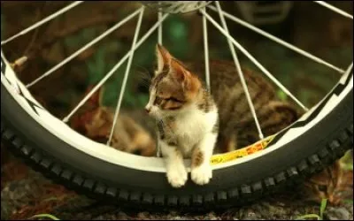 Ce chat est sur une roue de :