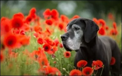 Ce chien est dans un champs de/d' :