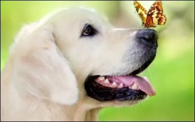 Quel animal s'est posé sur son museau ?