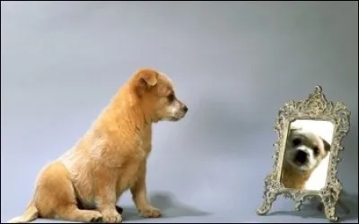 Dans quoi se regarde-t-il ?