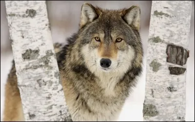 C'est pour mieux te piéger mon enfant !