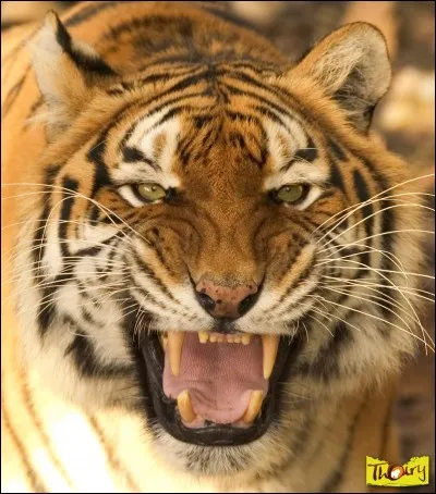 Trouve la réponse et tu vas rugir de plaisir !