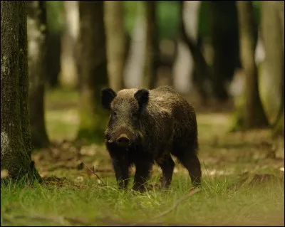 Par Toutatis, tu vas le trouver ce nom, oui ou non ?