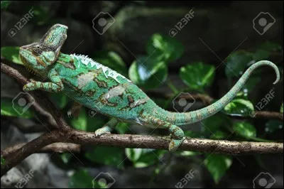 Si tu ne trouves pas, tu vas te faire des cheveux !