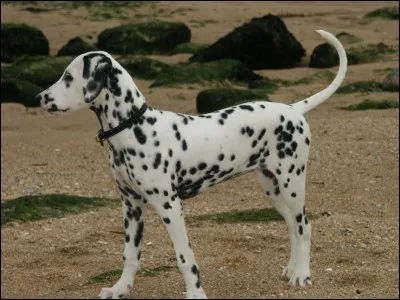 Trouve le nom du personnage !