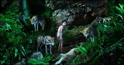 Plante à fleurs mauves ou roses, appelée aussi immortelle !