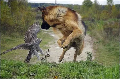 Ouvrier vosgien qui débite le bois en planches, dans une scierie !